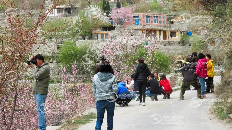 Visitors among blossom in the Phander Valley