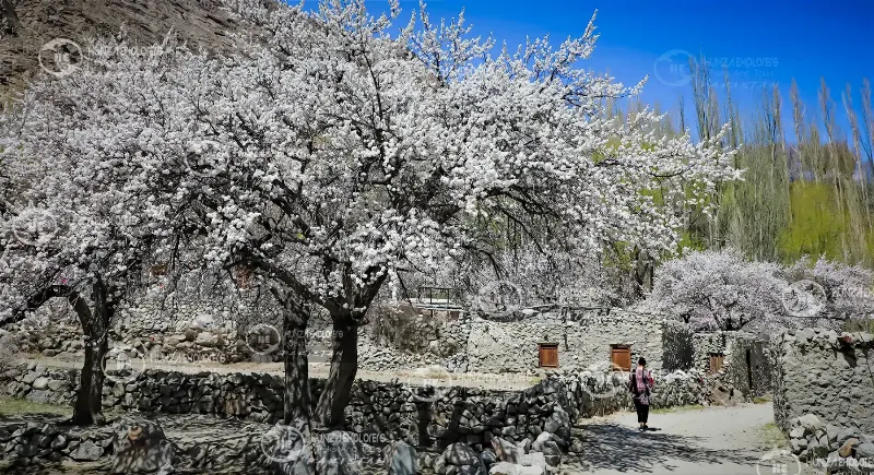 Gojal Valley Blossom Tour in Gojal