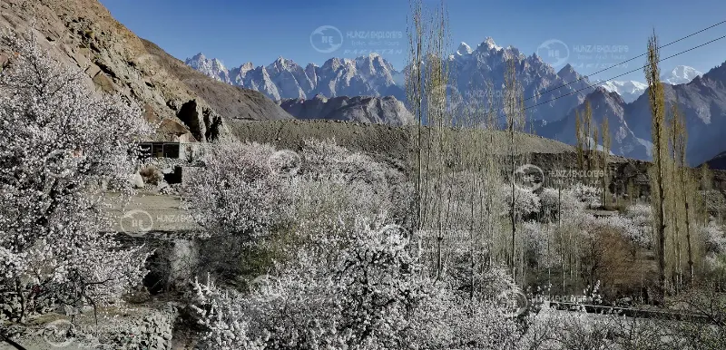 Swat & Hunza Cherry Blossom in Swat Valley